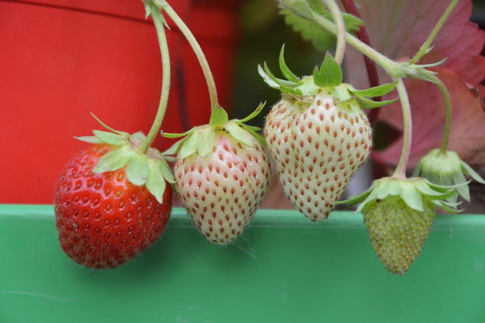 Comment cultiver des fraises en pot ?