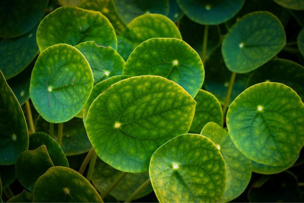 Plante Pilea 