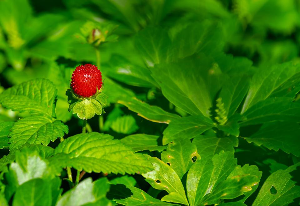 Comment cultiver des fraises en pot ?