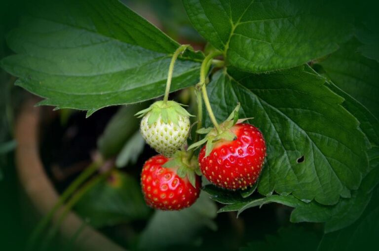 Fraises en pot