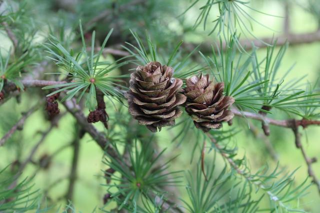 plantes grimpantes persistantes