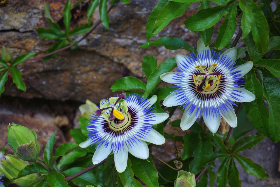 plantes grimpantes persistantes avec fleurs bleue