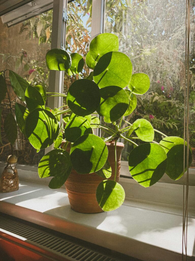 Pilea en pot