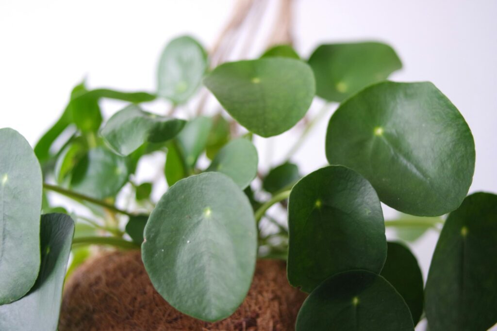 Plante Pilea-