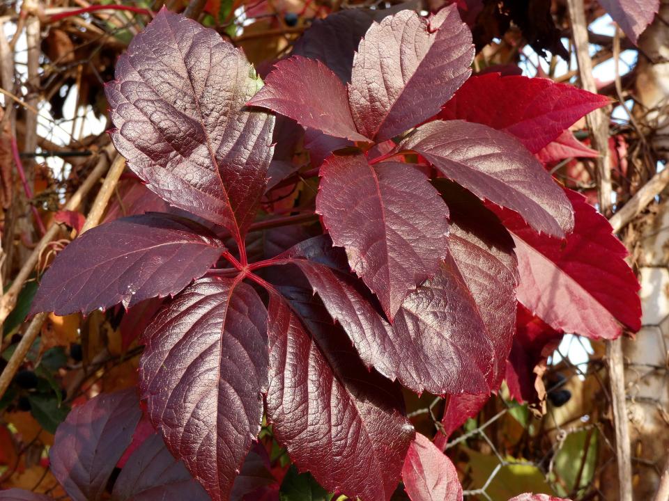 plantes grimpantes persistantes