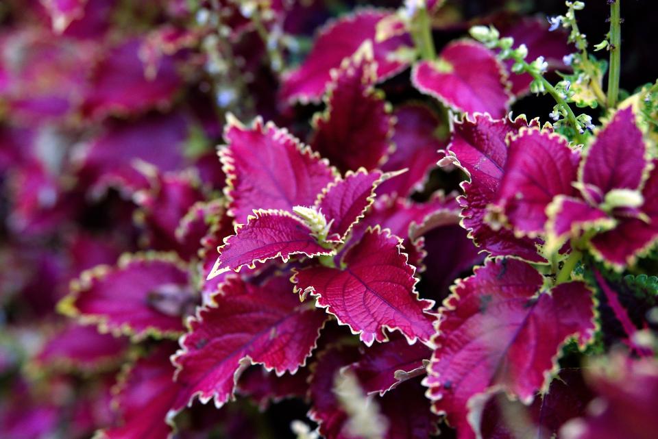 Coleus-