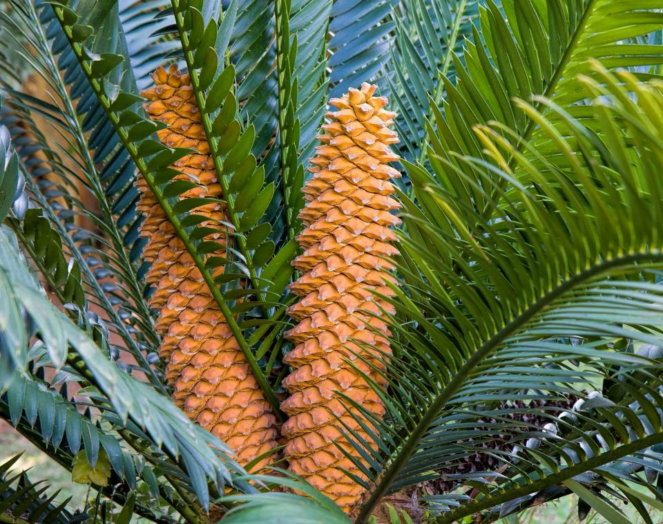 Cycas en pot