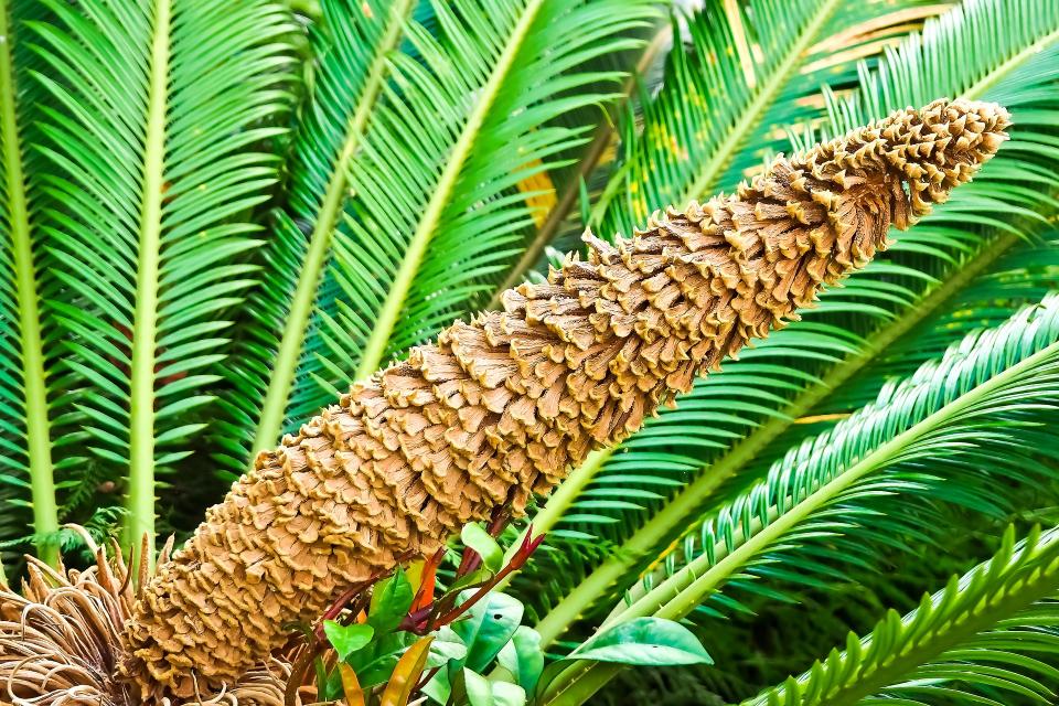 Cycas en pot