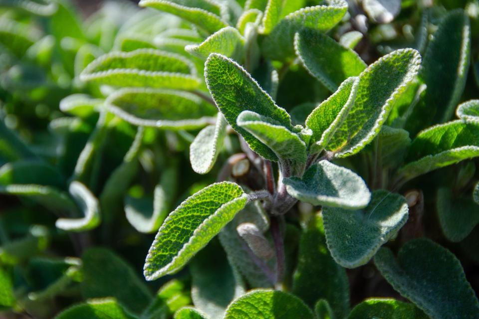 la sauge en pot au jardin