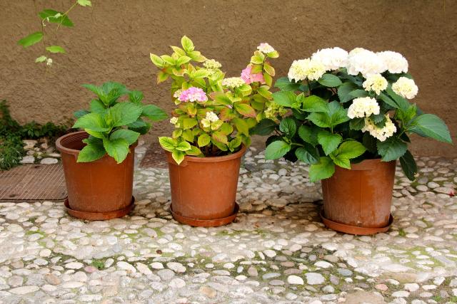 Pot en terre cuite ou pot en plastique ?