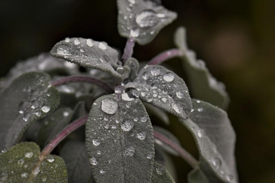 hivernage de la la sauge en pot