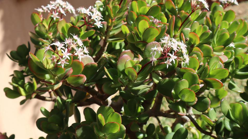 Entretien Arbre de Jade