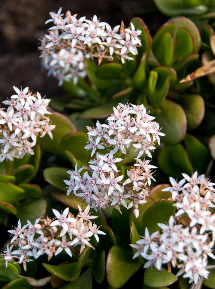 Floraison Arbre de Jade 