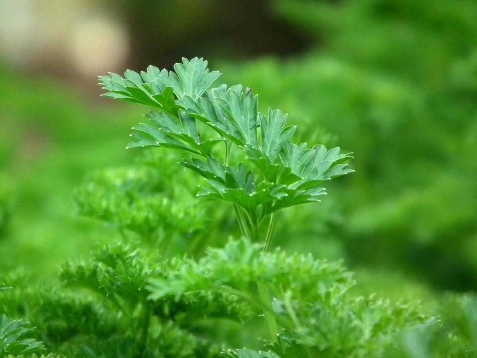 Persil en pot au jardin