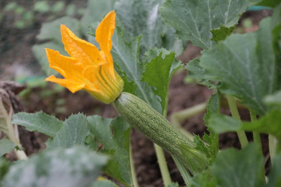 Légumes à planter en mars