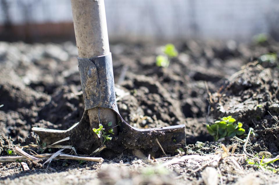 Légumes à planter en mars