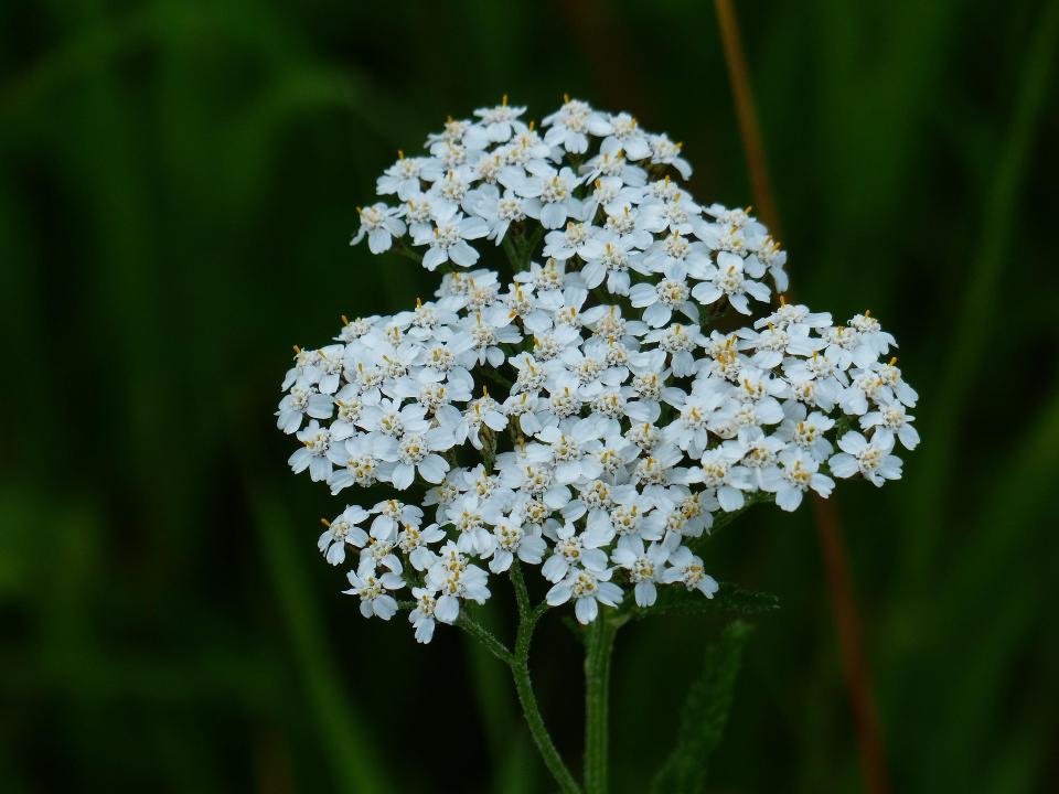 Plantes sauvages comestibles