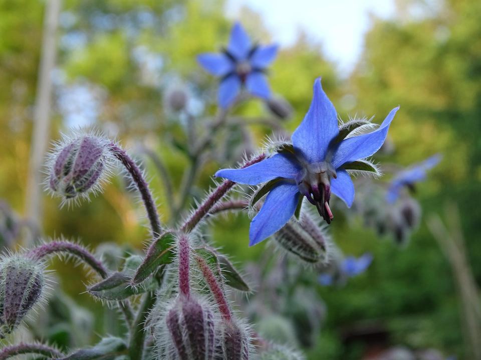 Plantes sauvages comestibles