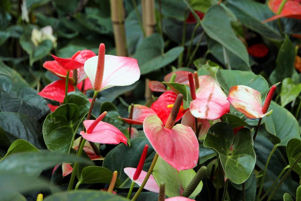 Entretien Anthurium