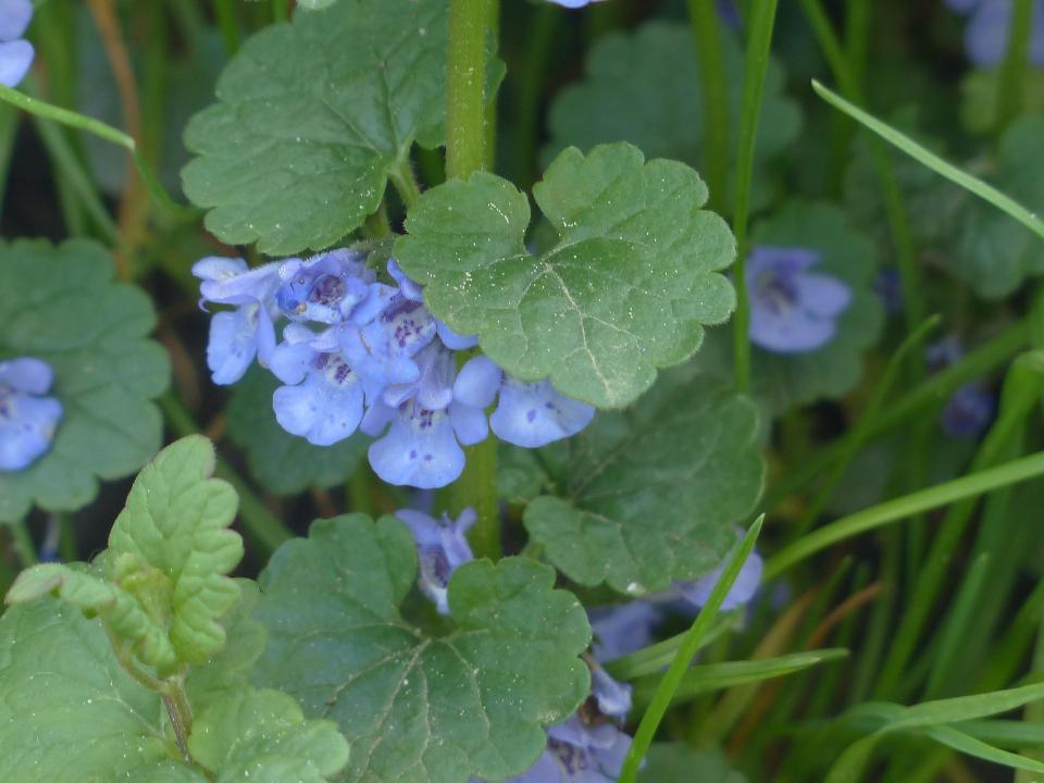 Plantes sauvages comestibles