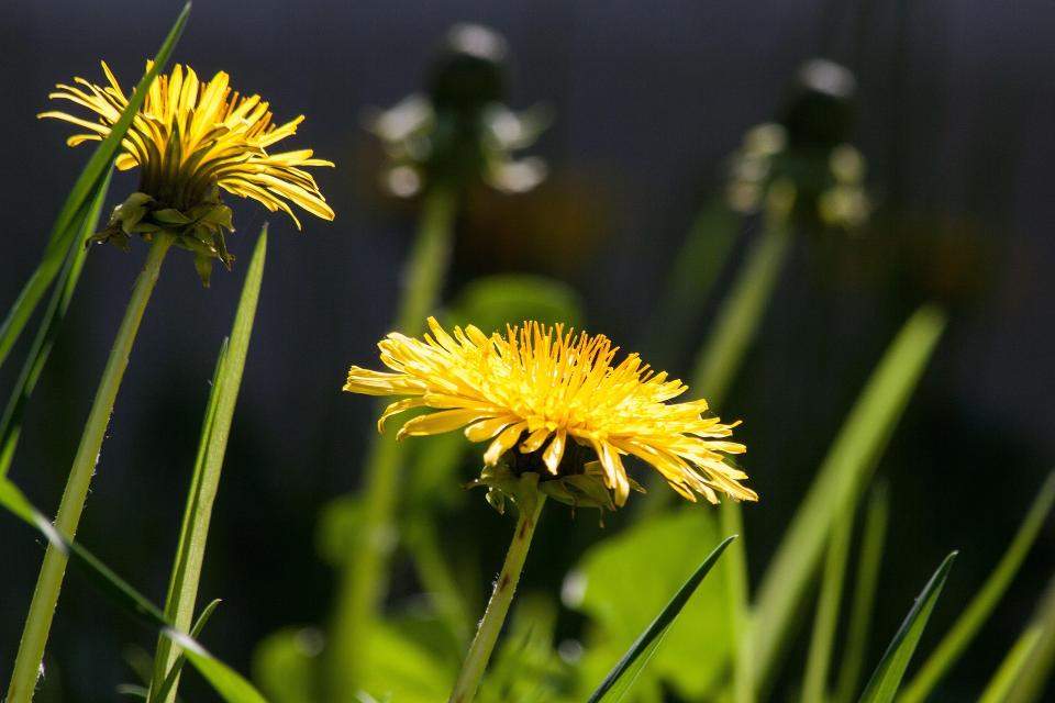 Plantes sauvages comestibles