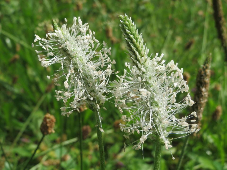 Plantes sauvages comestibles