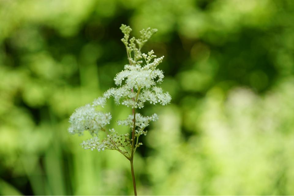 Plantes sauvages comestibles