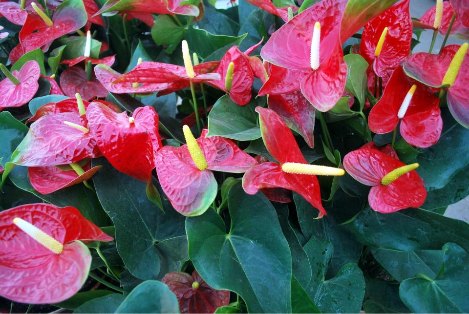 Entretien Anthurium