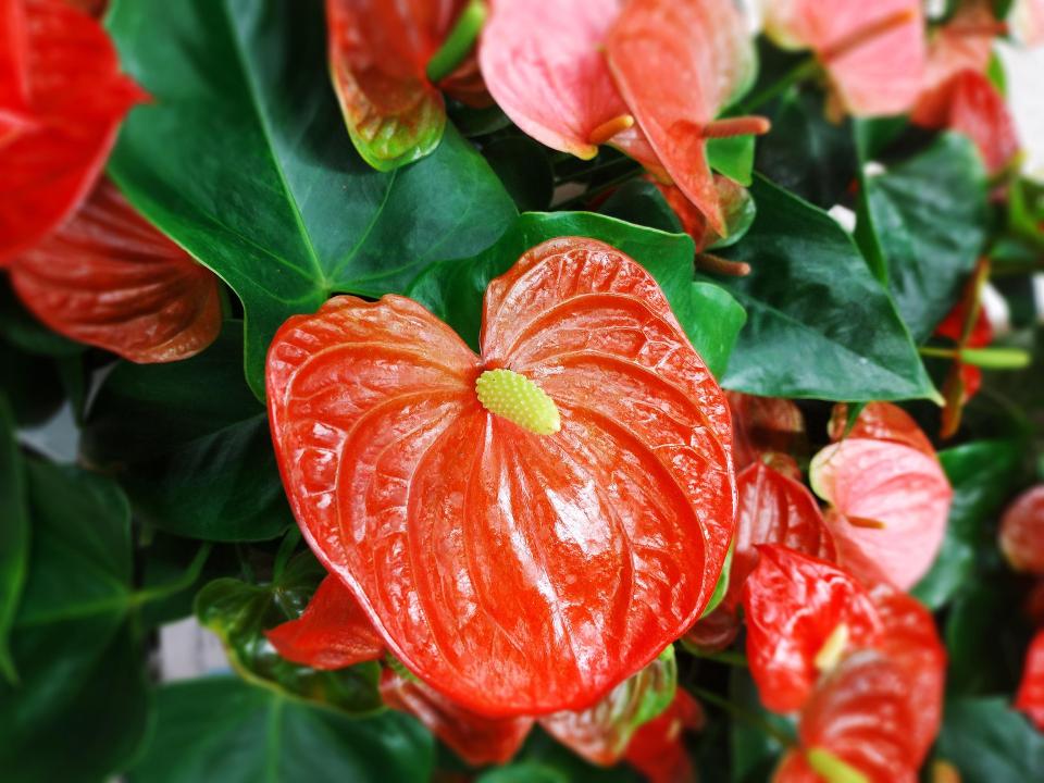 Entretien Anthurium