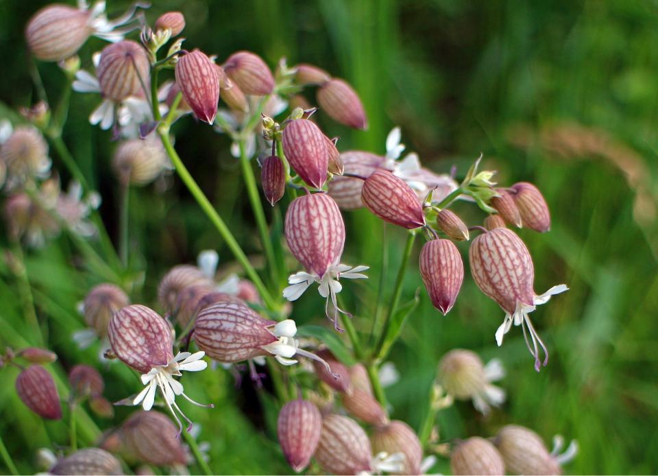 Plantes sauvages comestibles