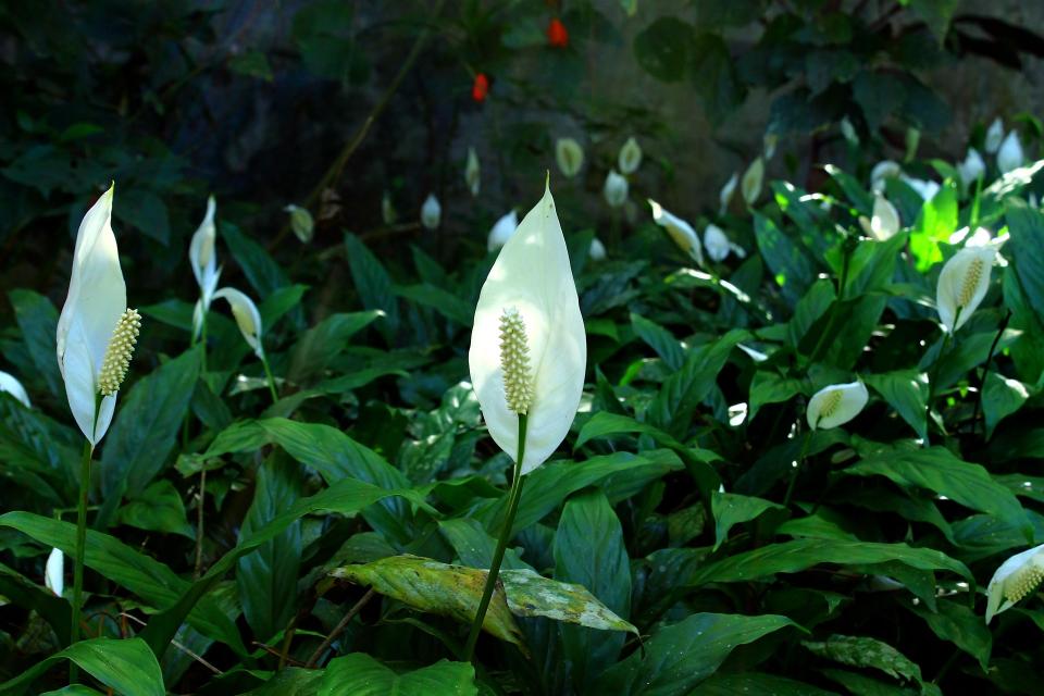 Lys de la paix au jardin