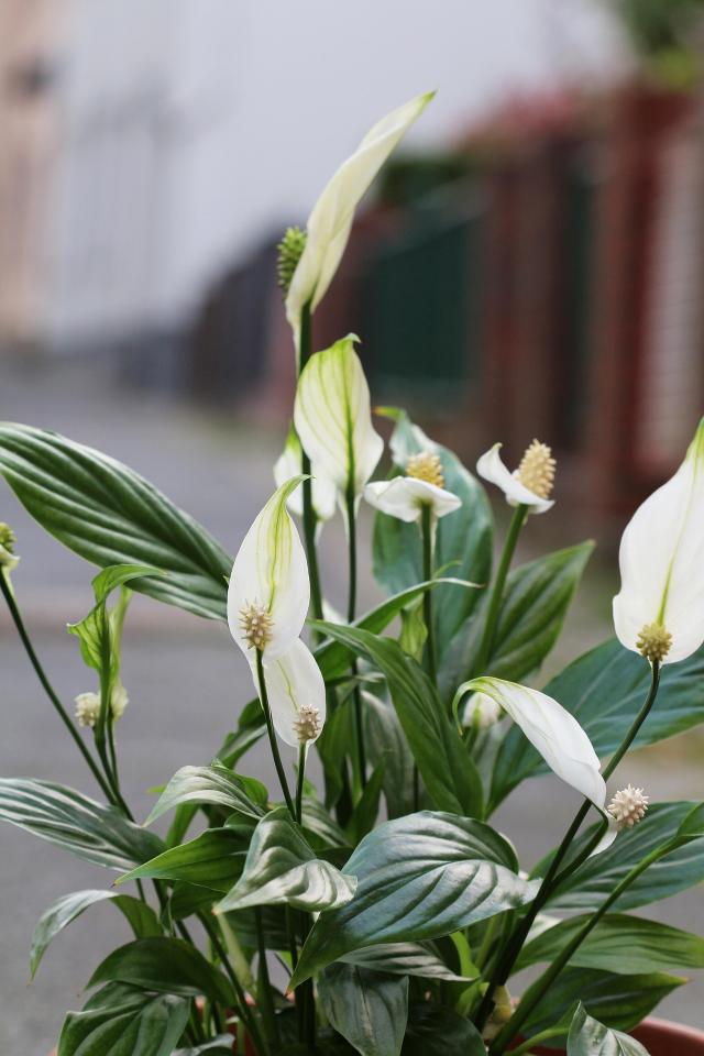 Lys de la paix avec fleur blanche