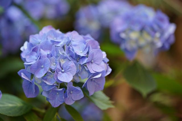 Entretien Hortensia