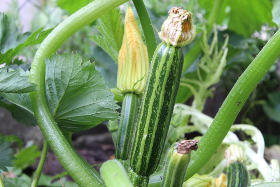 Culture courgette