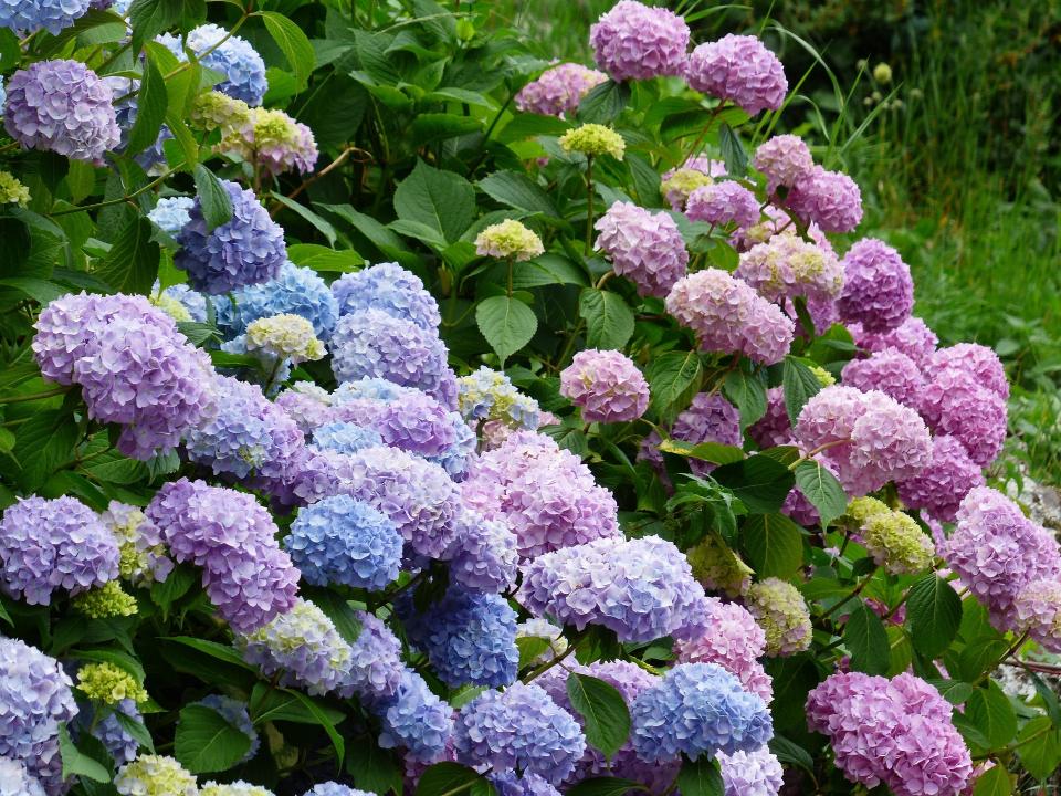 Entretien Hortensia