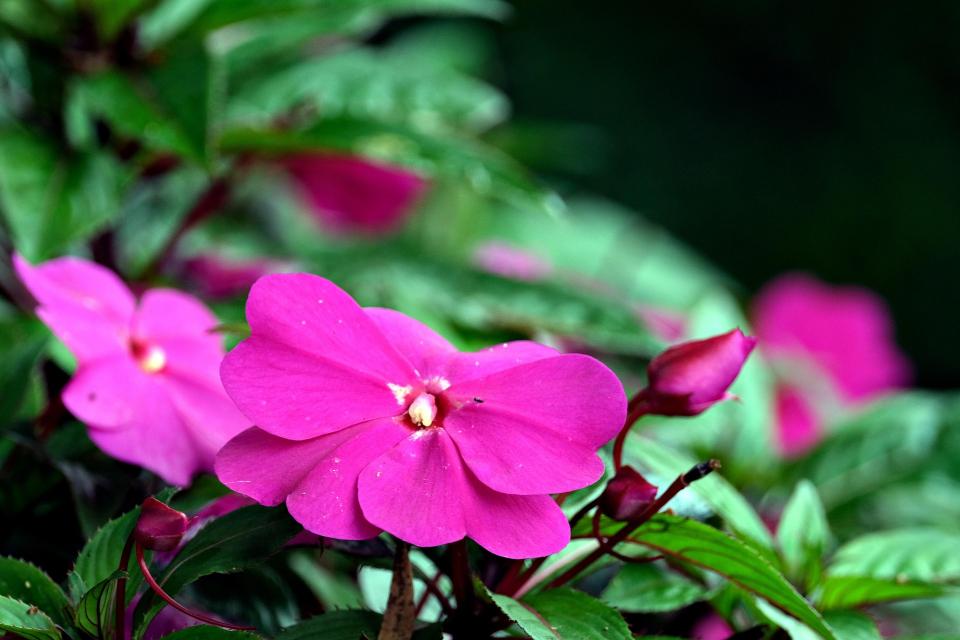 Impatiens de Guinée 