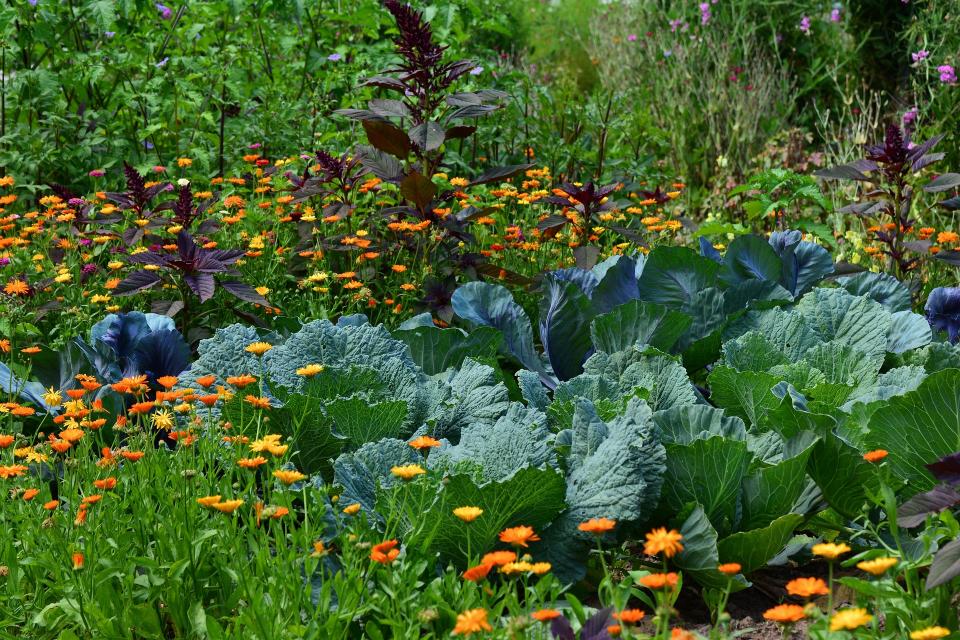 utiliser le savon noir au jardin