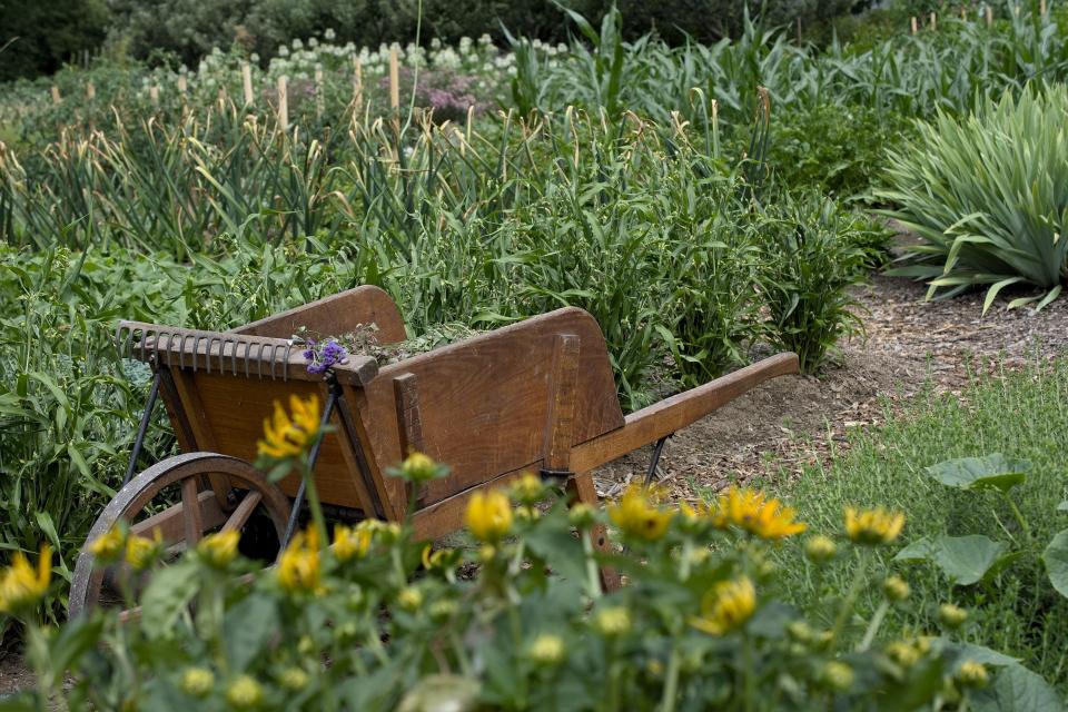 utiliser le savon noir au jardin