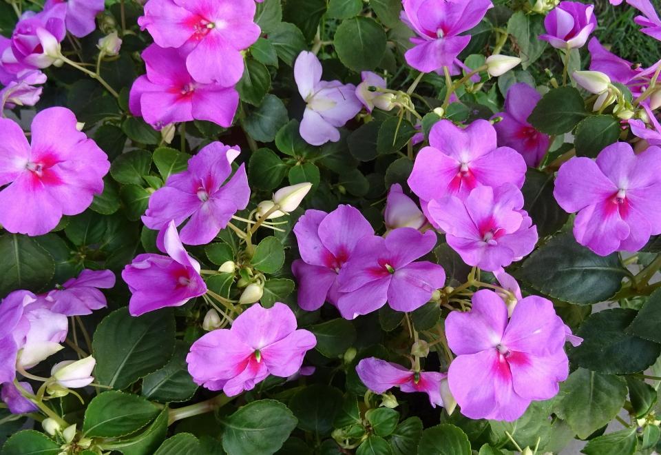 Impatiens de Guinée