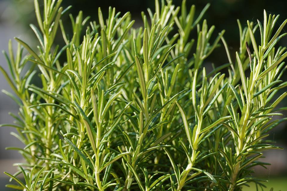 Que planter en septembre