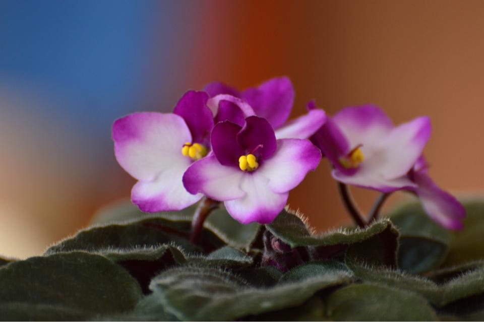 violette africaine
