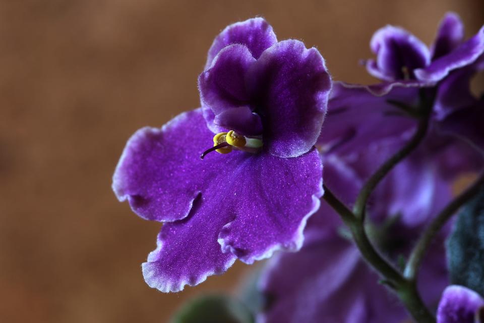 violette africaine