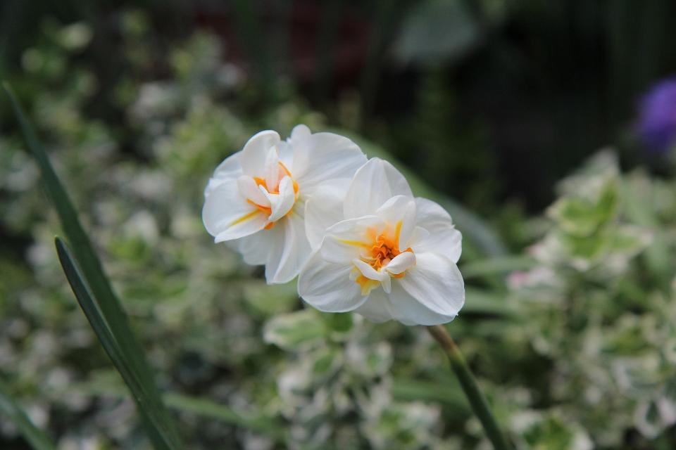 Fleur narcisse