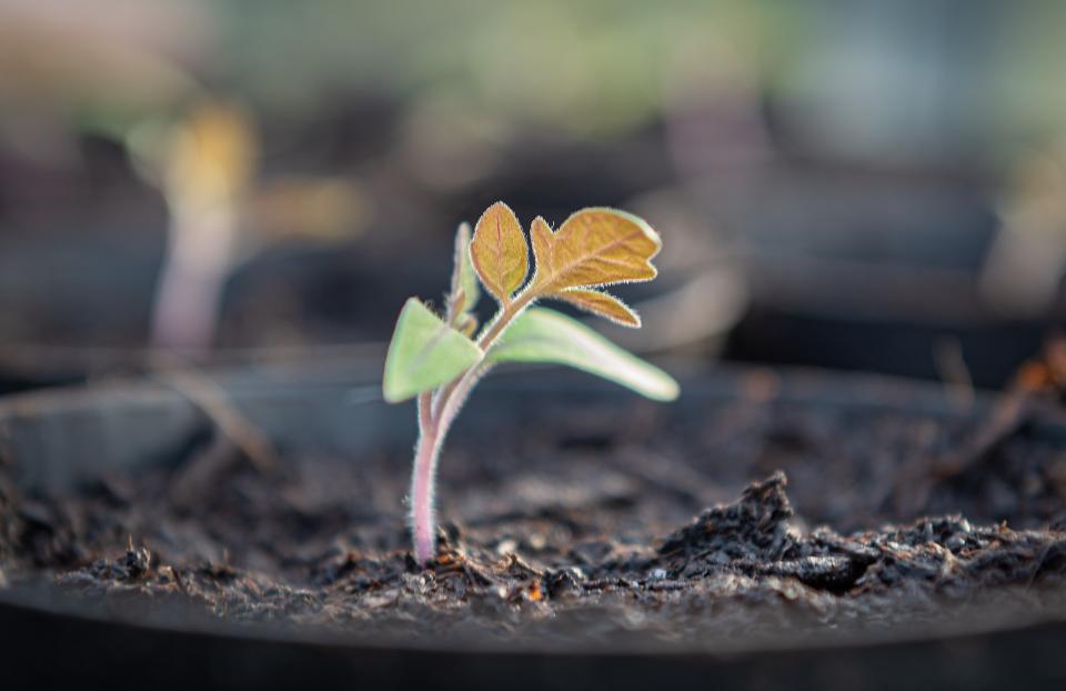 terreau pour plante en pot