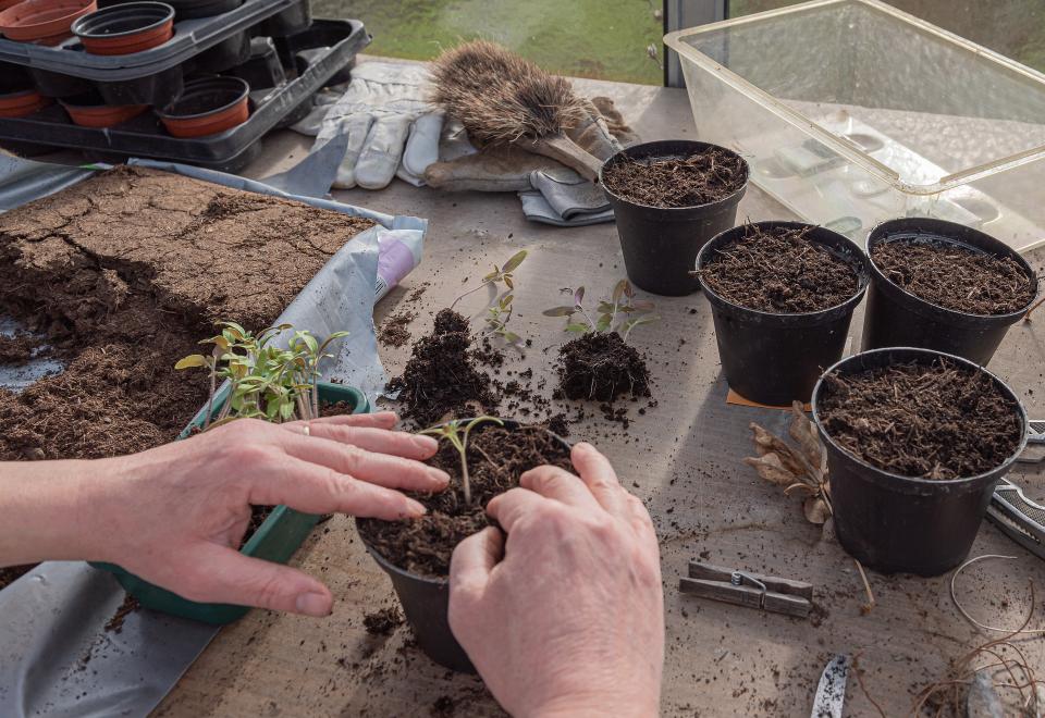 terreau pour plante en pot