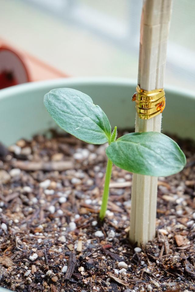 Potager en por