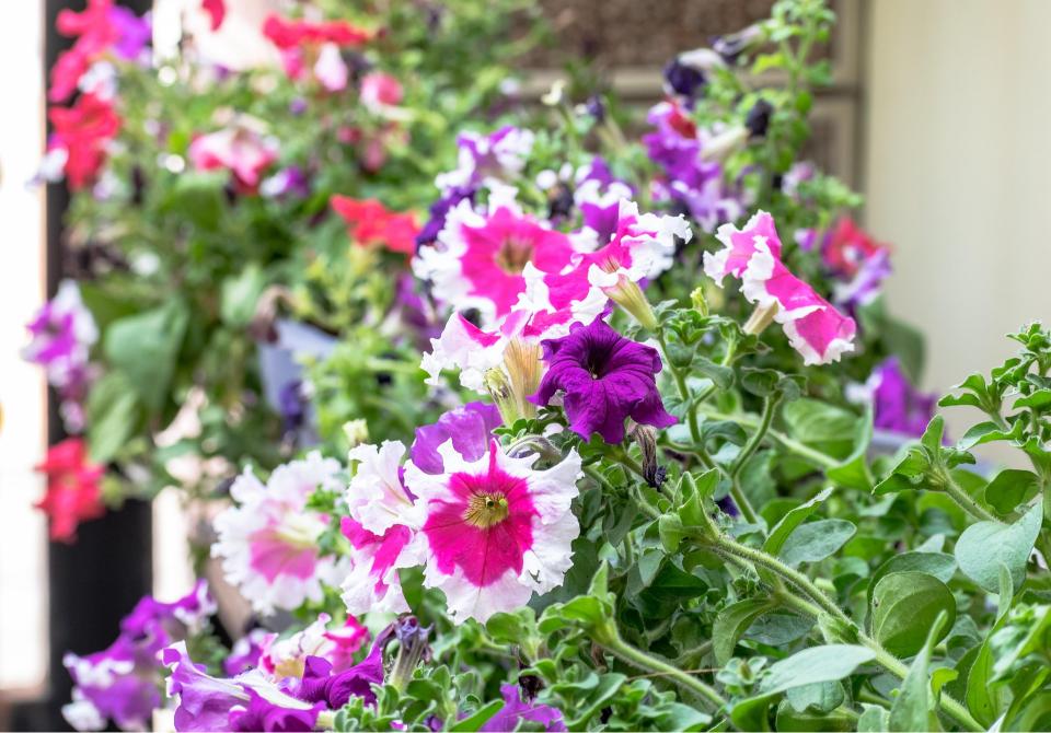 Fleurs en pot