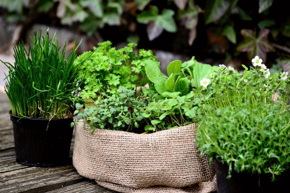 Plantes aromatiques en pot