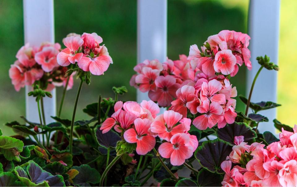 Fleurs en pot