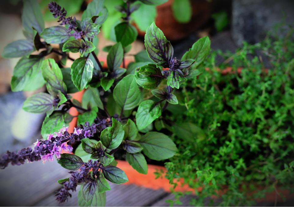 Plantes aromatiques en pot